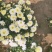 菊花茶