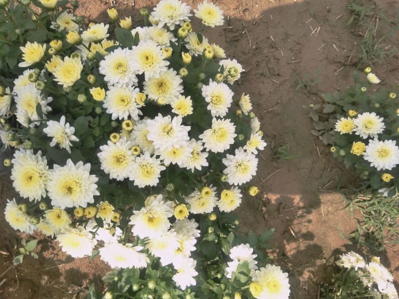 菊花茶