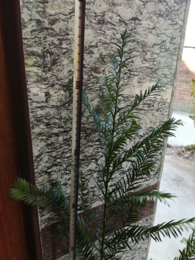 红豆杉盆景80~100cm