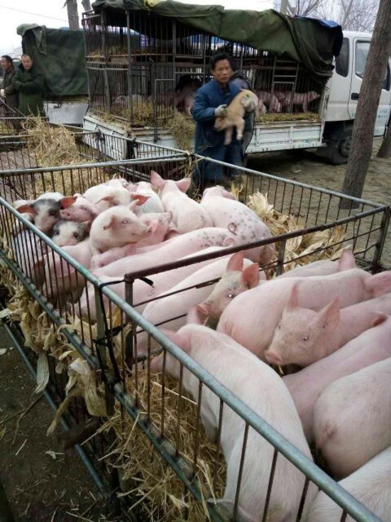 三元仔猪视频挑选包成活包送货防疫严格品种齐全