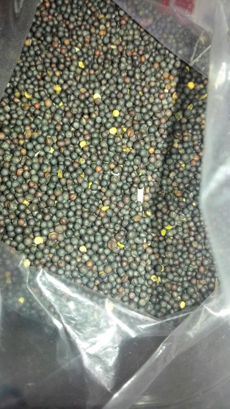 油菜籽1