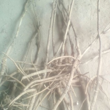 油牡丹苗20~30cm