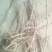 油牡丹苗20~30cm