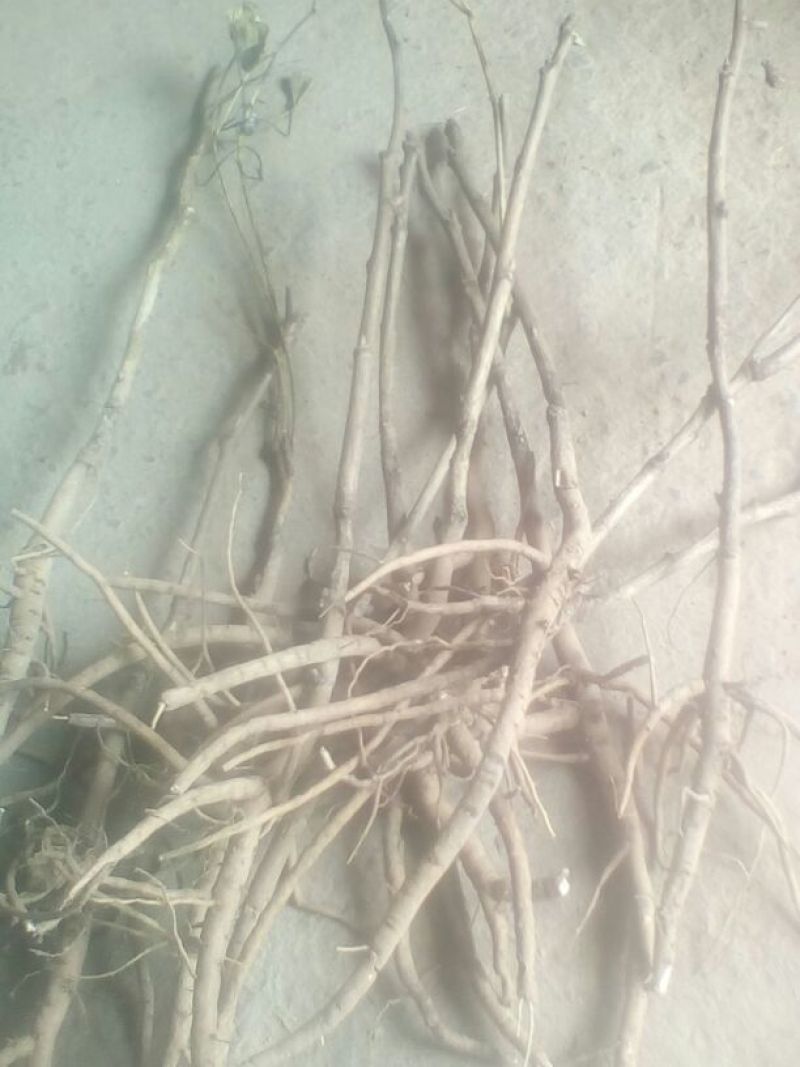 油牡丹苗20~30cm