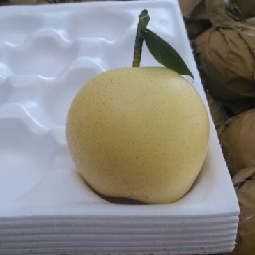 皇冠梨