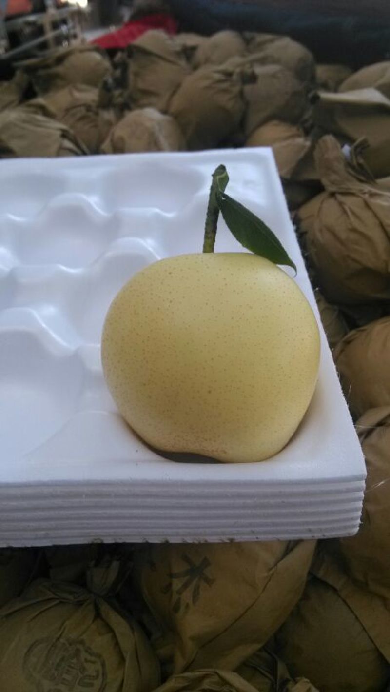 皇冠梨