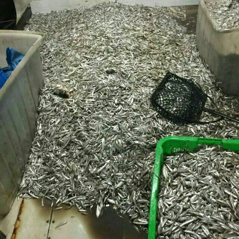 小白鱼