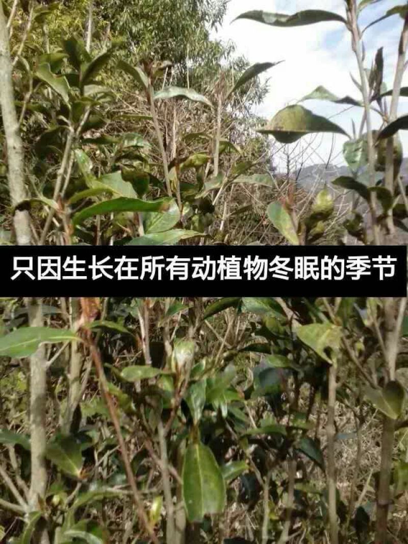 普洱茶