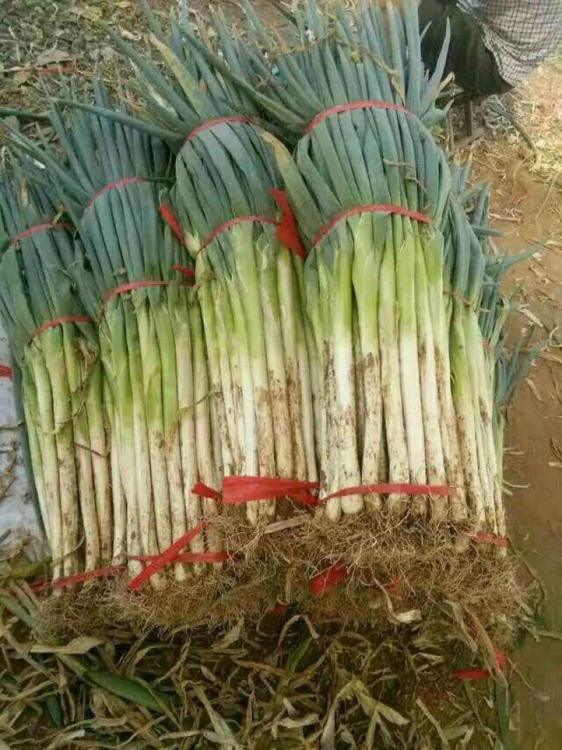 大葱40cm以上毛葱3cm左右