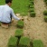 马尼拉草坪