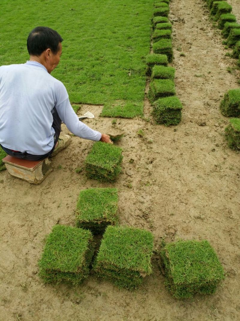 马尼拉草坪
