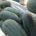 黑美人西瓜，5斤打底9成熟1茬批量上市中