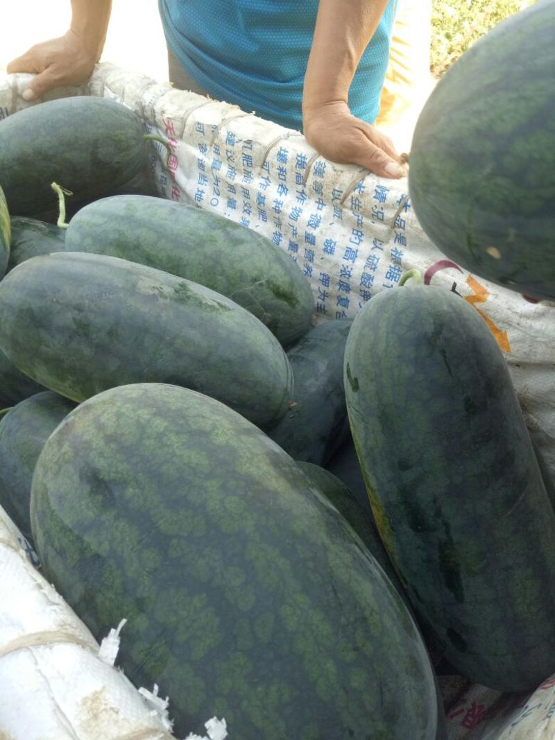 黑美人西瓜，5斤打底9成熟1茬批量上市中