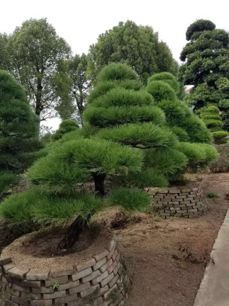 树桩