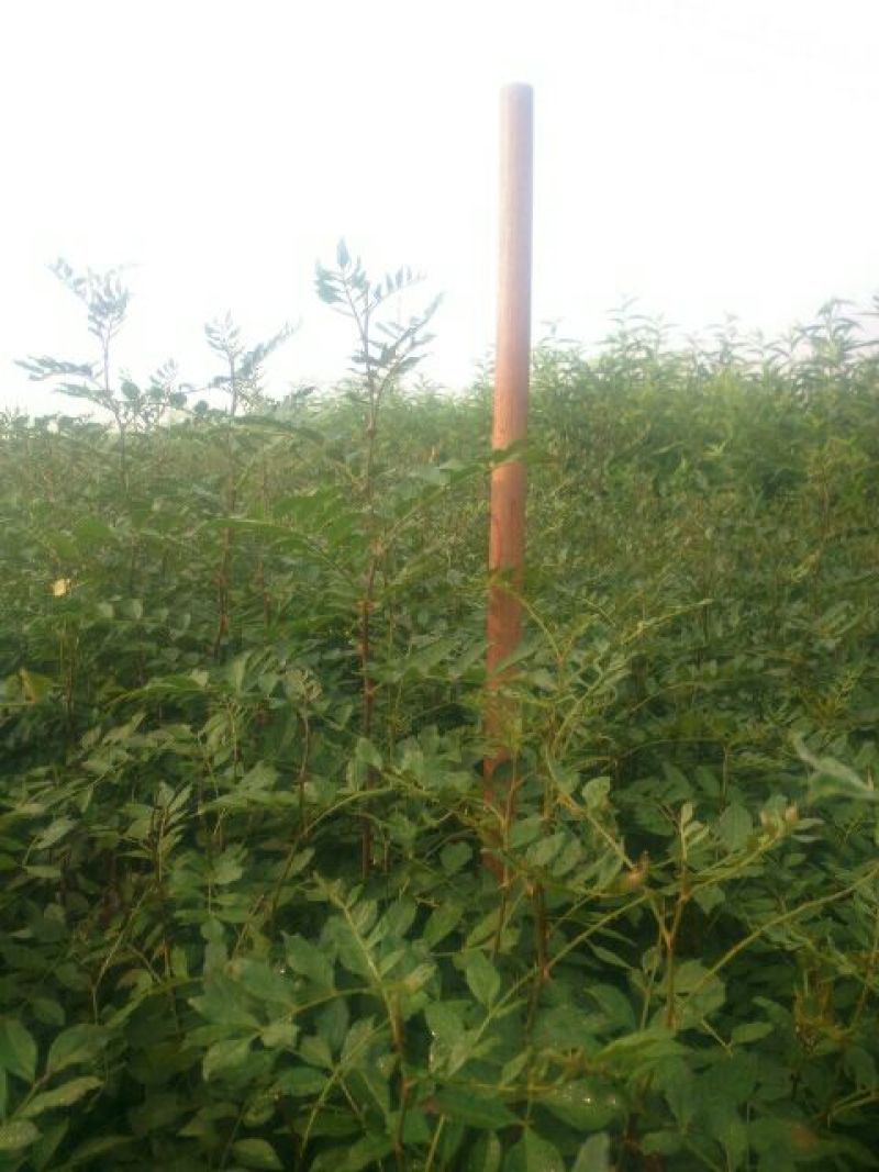 直销大红袍花椒苗200万棵，量大优惠，量少可保湿发货。