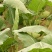 芥菜头1斤以上
