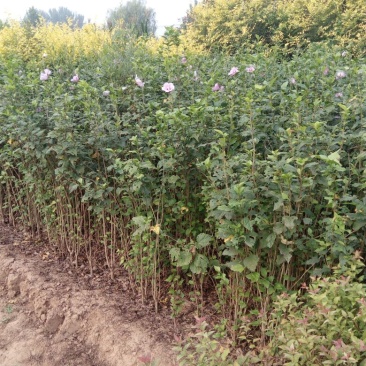 大花木槿2cm以下4cm以下1.5~2米