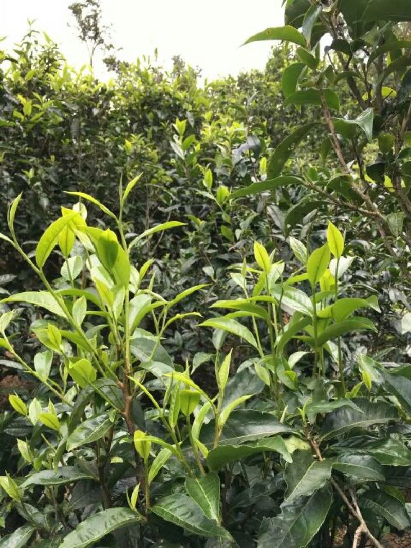 黑茶