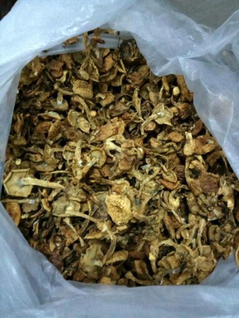 滑子菇干品