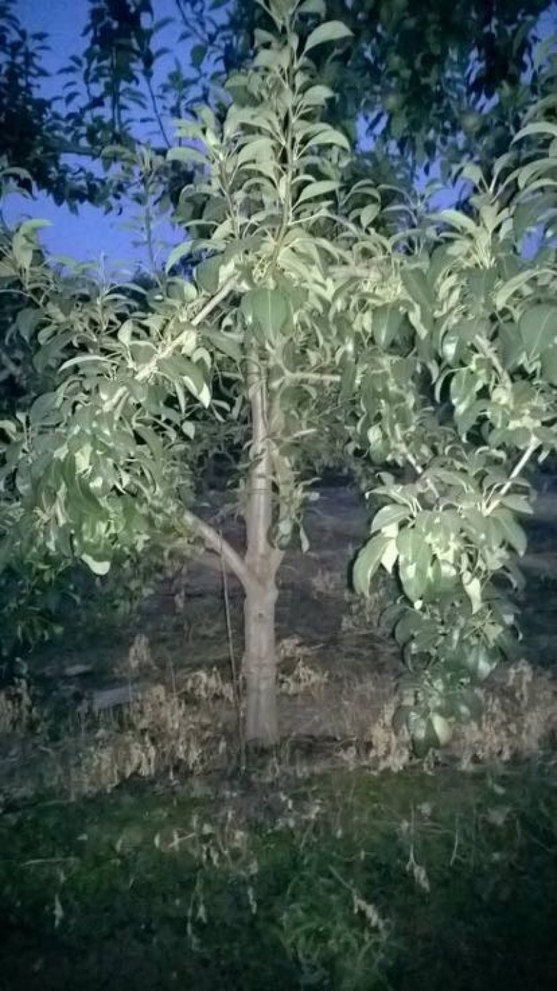 双节黄梨梨树苗