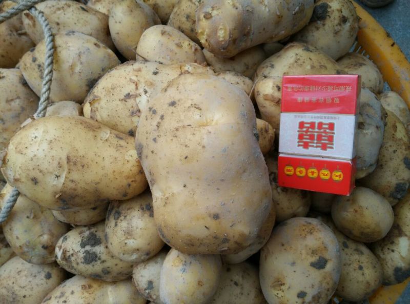 新土豆兴佳2号黄皮黄心专业代办产地直供