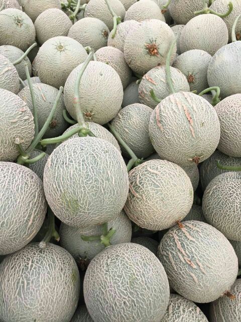 网纹瓜哈密瓜山东聊城莘县_批发_供应-一亩田