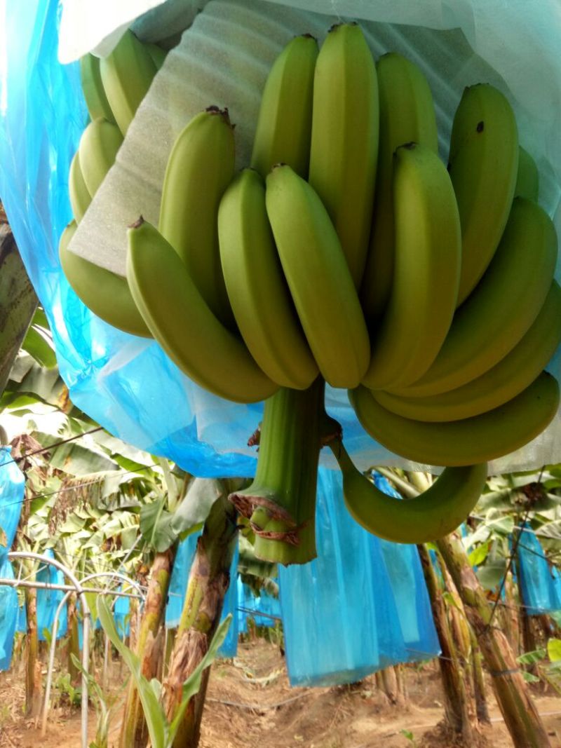巴西香蕉七成熟
