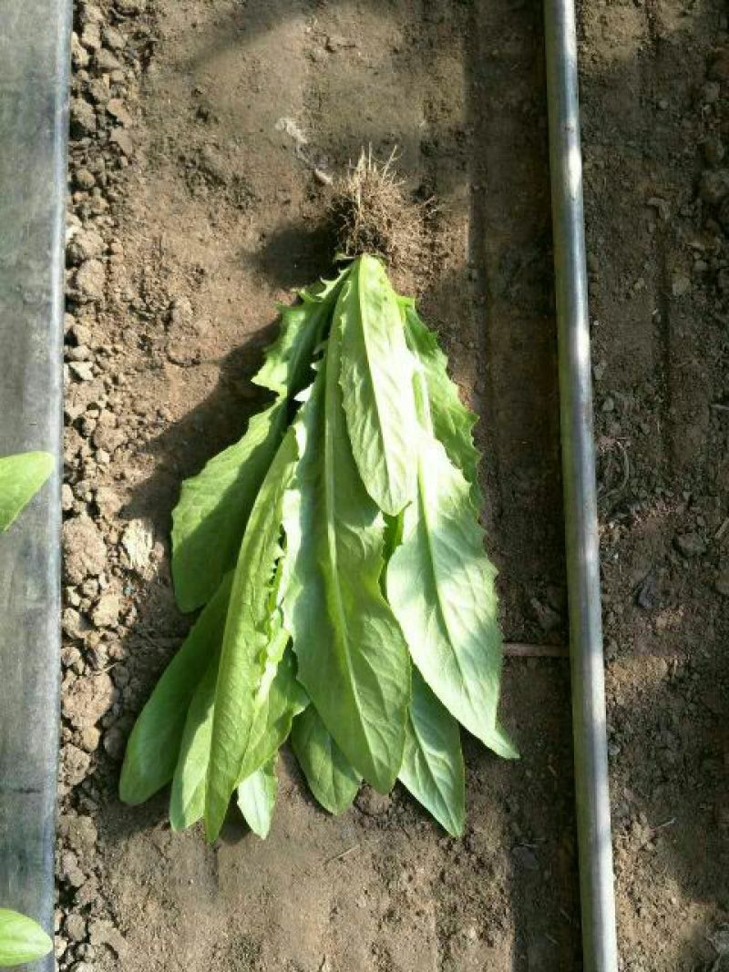 红油麦菜35~40厘米以上