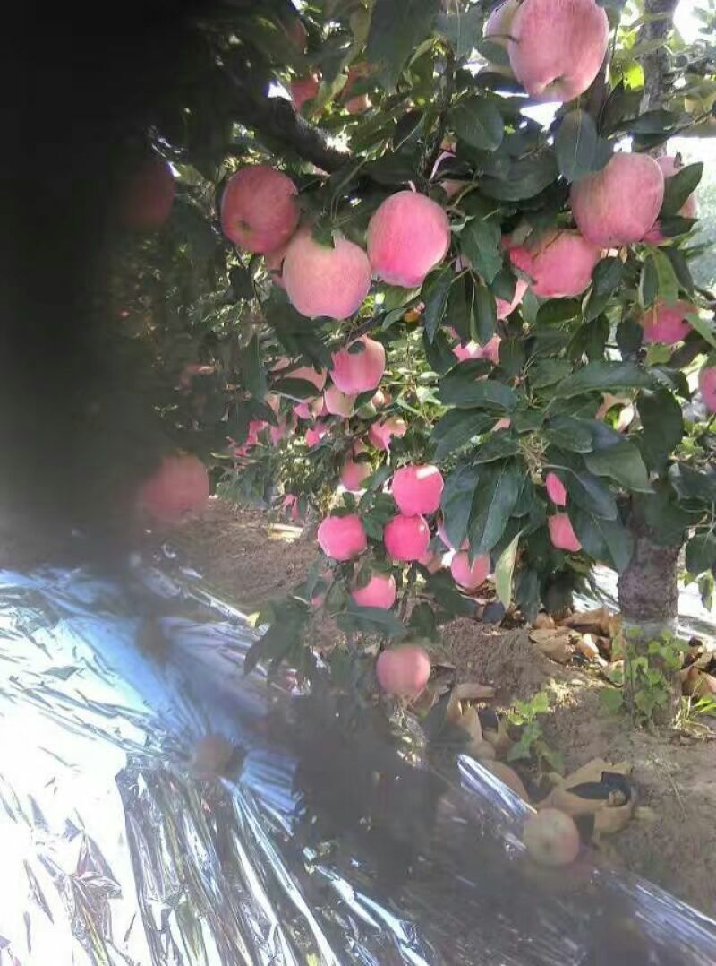 红星苹果75mm以上纸袋