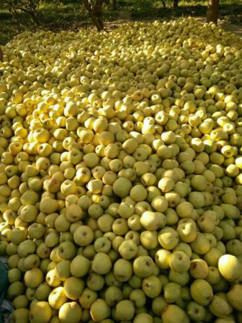 安徽砀山酥梨250~300g光果产地直供货源充足