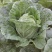 南阳白菜秋喜黄心白，4.5.6斤，质量好，价格优