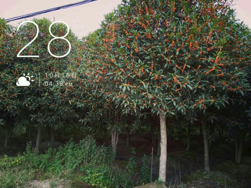 桂花树丹桂八月桂金桂四季桂血桂