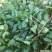 小叶菠菜10~15厘米