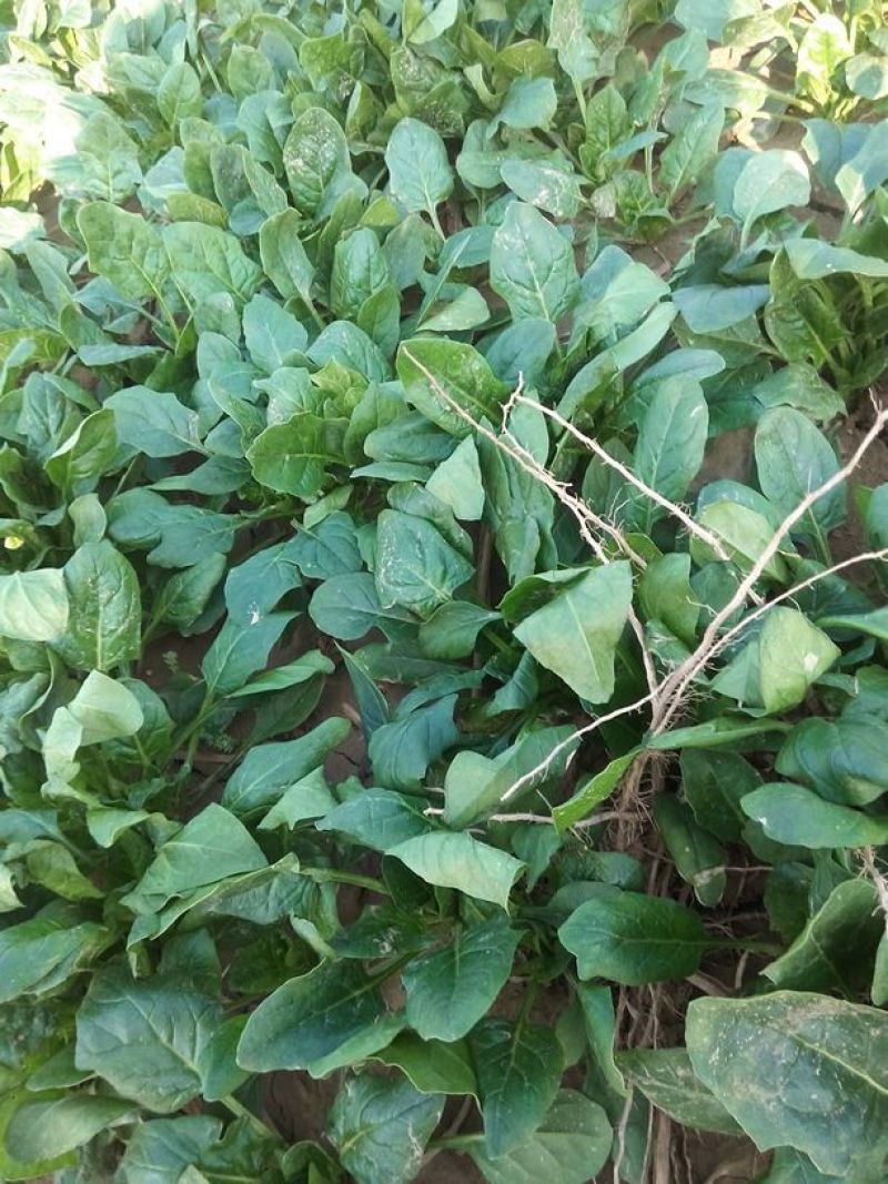 小叶菠菜10~15厘米