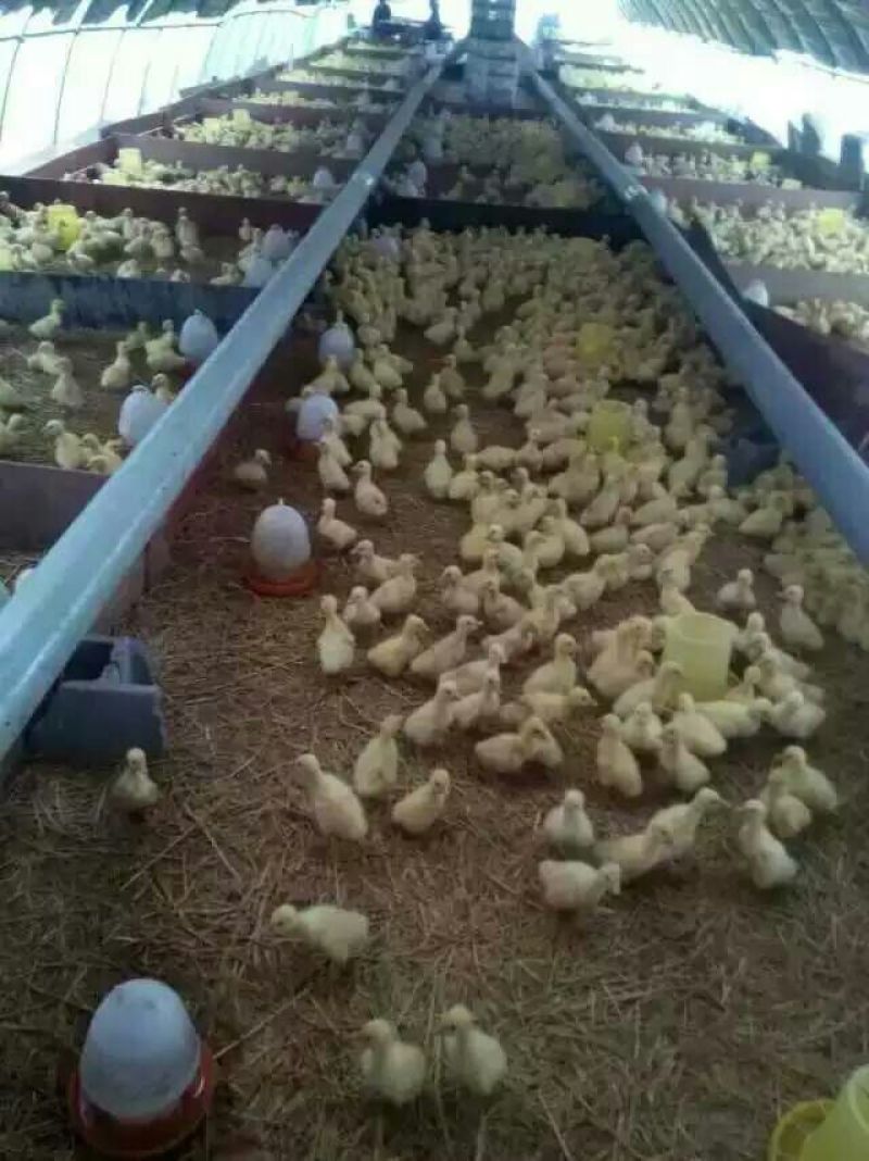 狮头鹅苗250g以下