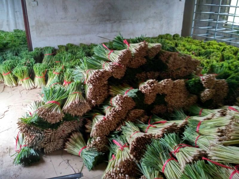 香茅，泰国香茅，柠檬香茅，越南香茅，基地
