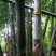 绿竹9~10m
