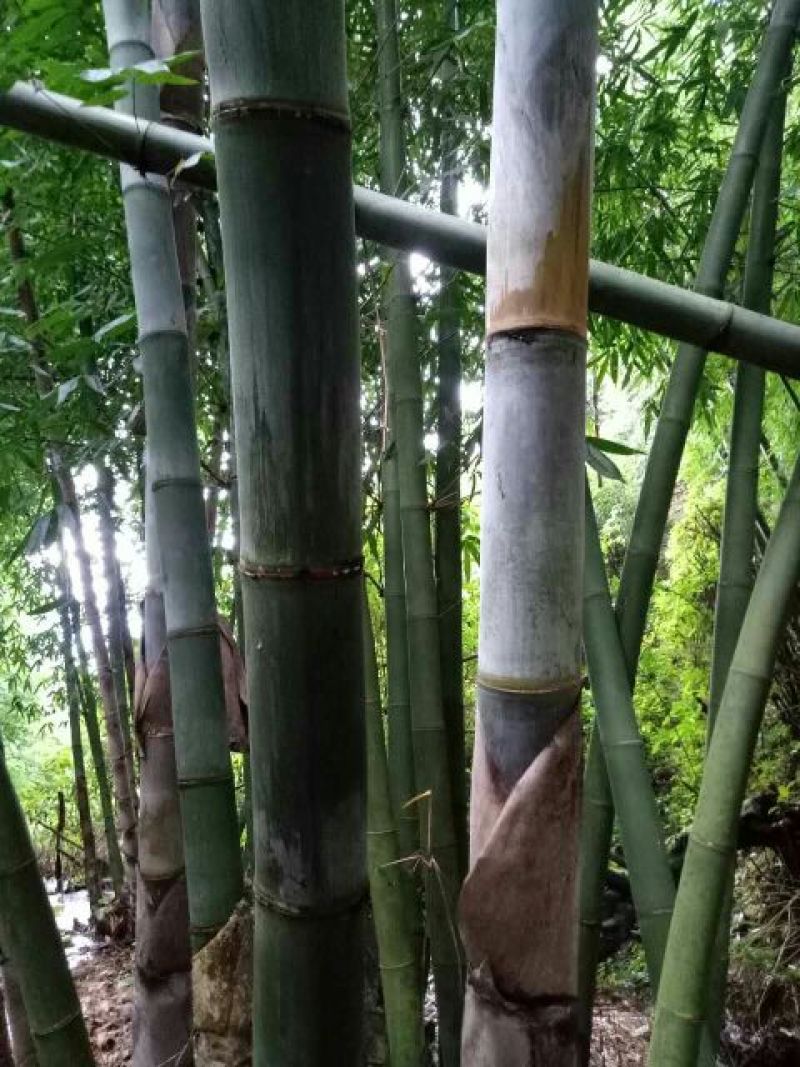 绿竹9~10m