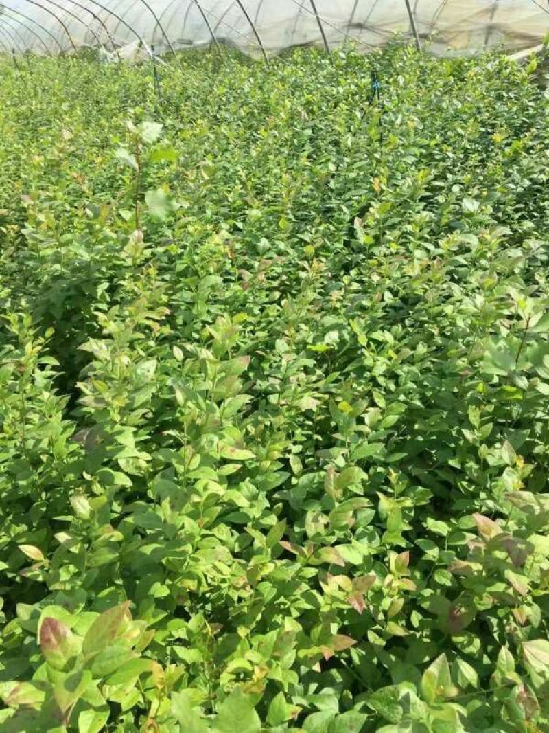 宿迁沭阳蓝莓苗30~50cm1~2年基地直供保质保量