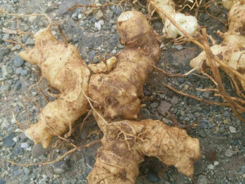 适合北方地区生长得，救穷草。不倒苗黄精种苗，高产品种。