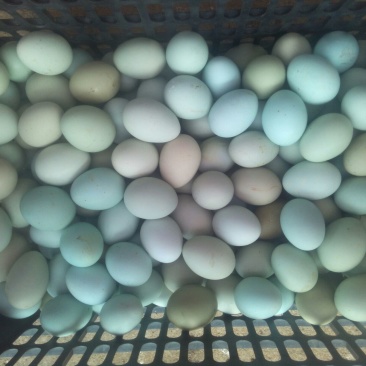 绿壳鸡蛋食用50g以下