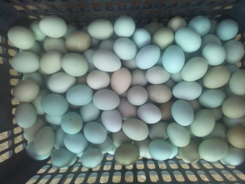 绿壳鸡蛋食用50g以下