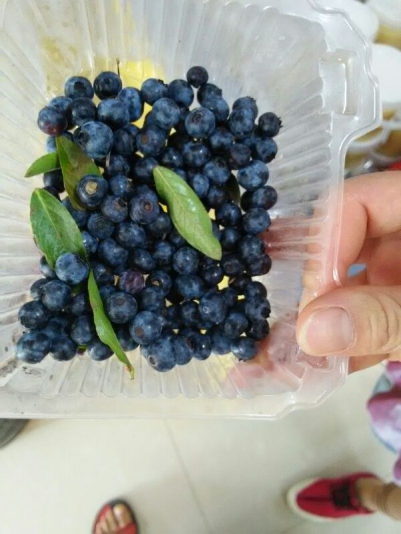 蓝丰蓝莓鲜果6~8mm以上