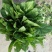 大叶菠菜15~20厘米