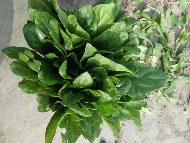 大叶菠菜15~20厘米