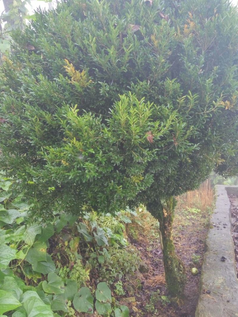 雀舌黄杨18~20cm16~18cm3.5~4米