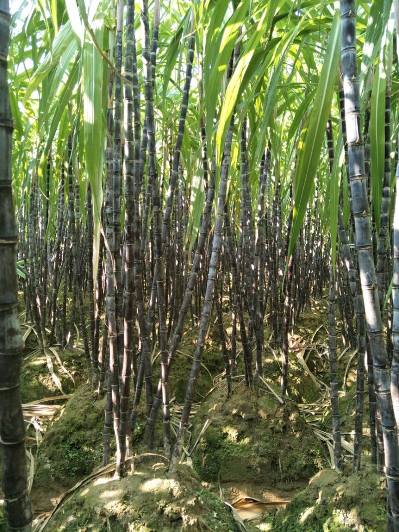 广西博白黑皮甘蔗2~2.5米4~5cm产地直供量大从优