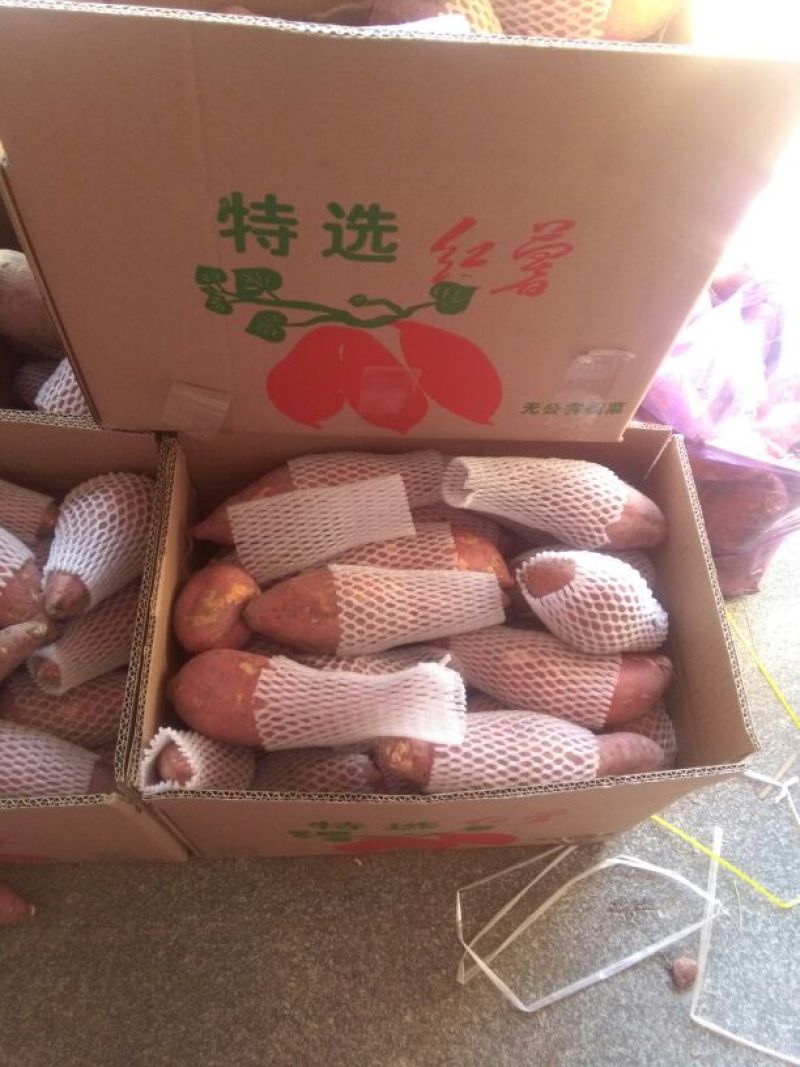 六鳌地瓜/北京红地瓜