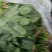 黑叶菠菜20~25厘米