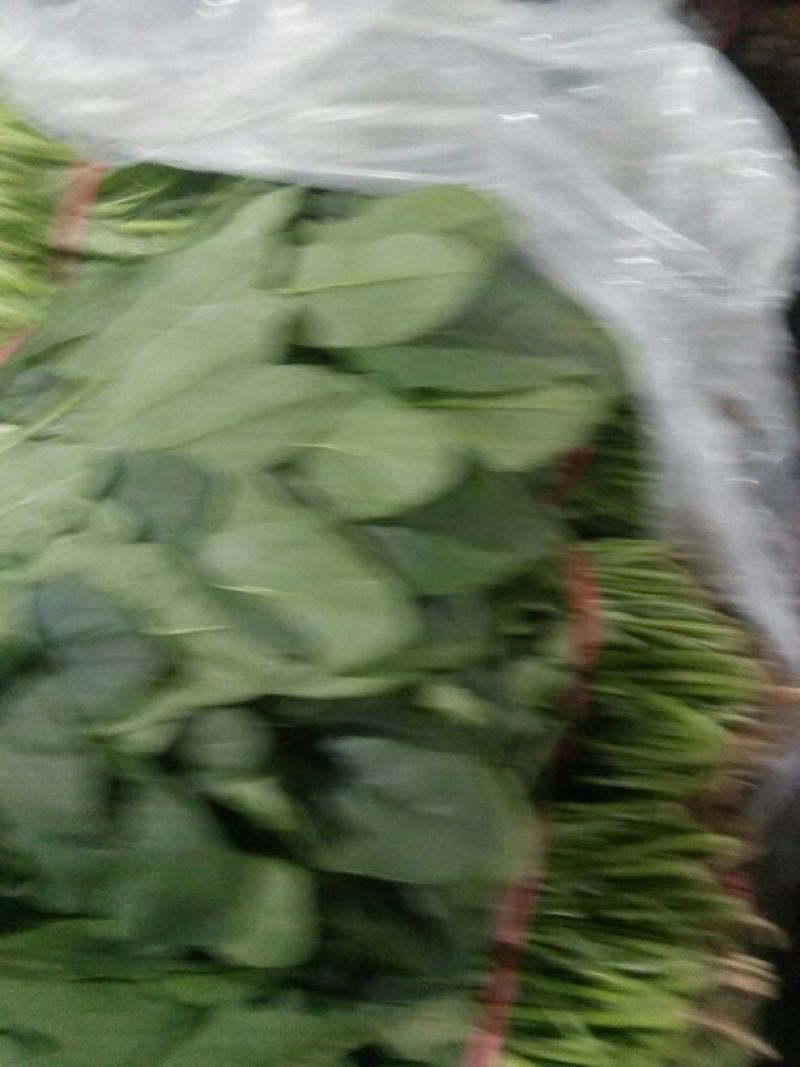黑叶菠菜20~25厘米